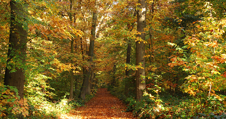 Herbstwald  im Kottenforst