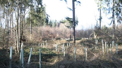 Waldumwandlung durch Eichenpflanzung in Wuchshüllen